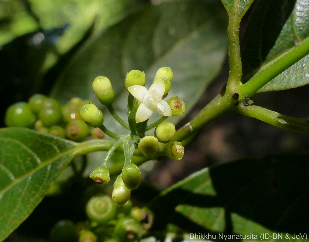 Urophyllum ceylanicum (Wight) Thwaites